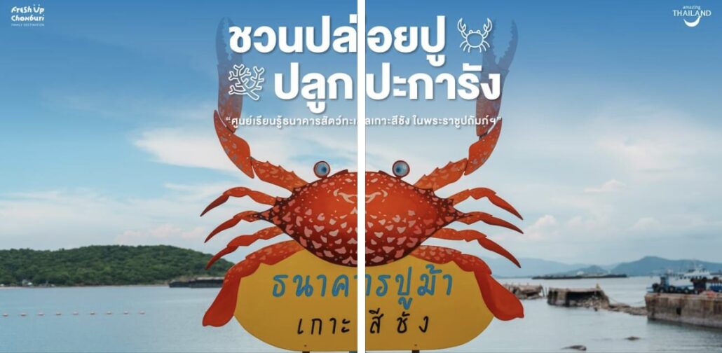 ปล่อยลูกปูม้าลงสู่ท้องทะเลด้วยตัวเอง ที่มีสถิติสูงถึง 1,000 ตัว / เดือน